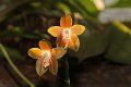 Phalaenopsis   036
